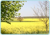 Natur an der Ostsee